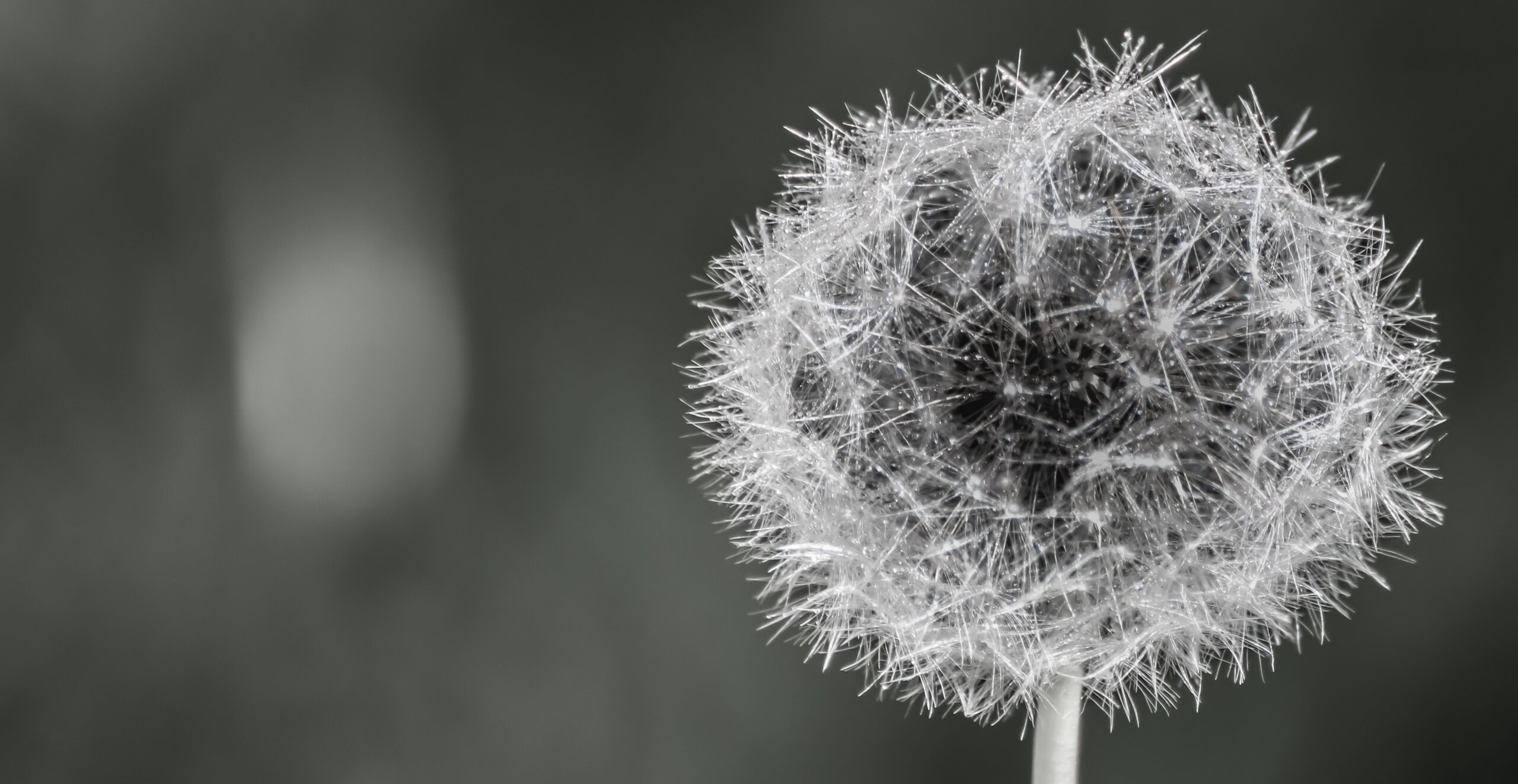 dandelion-5140379